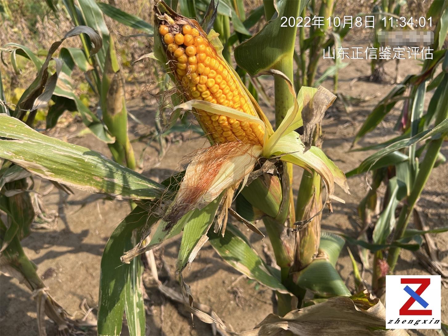 玉米和大豆混种你听说过吗？接二连三的大雨致使数千亩的良田变为汪洋！新的种植技术被水淹灭！损失又该怎样计算？农田被淹又该怎样保护？