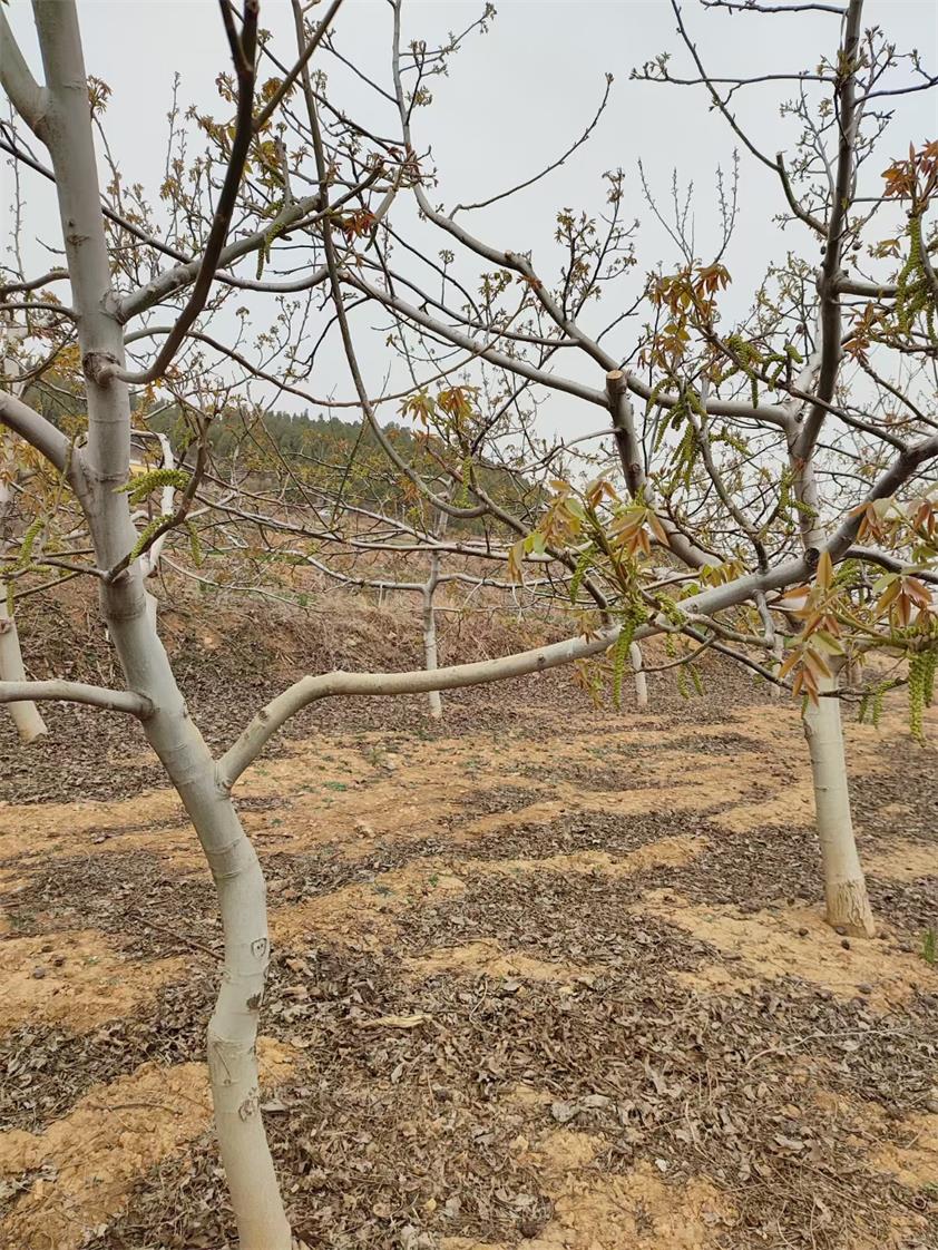 涉案对果树价值进行评估