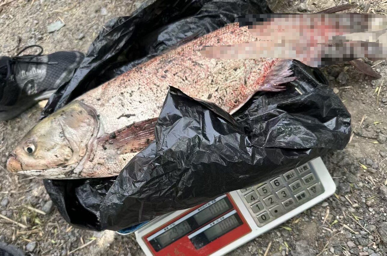 鱼类短时间内大量死亡，背后真相究竟如何?