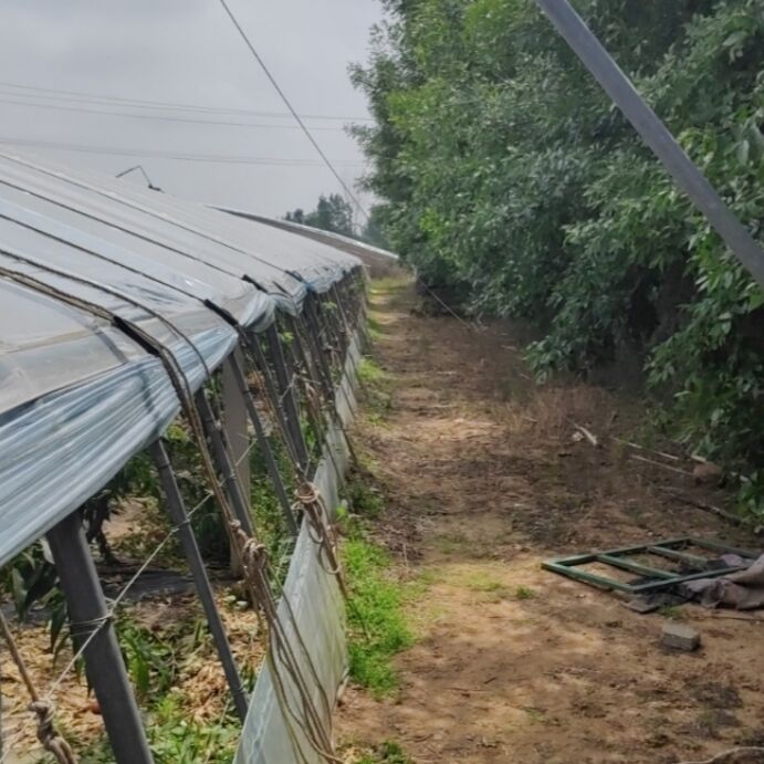 树木对大棚的遮阴与油桃成熟期晚之间的因果关系鉴定