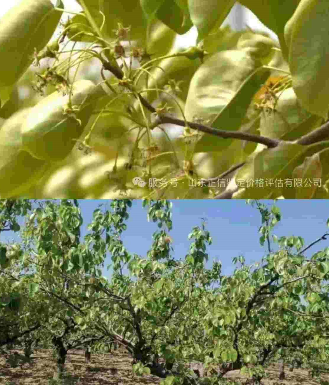 春风润梨园｜科学植保需谨慎，谨防无人机打药伤及梨树