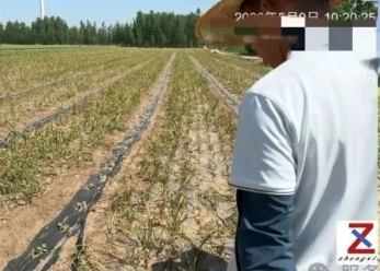 种地难、不赚钱！千亩大蒜莫名减产，原因不明为哪般？