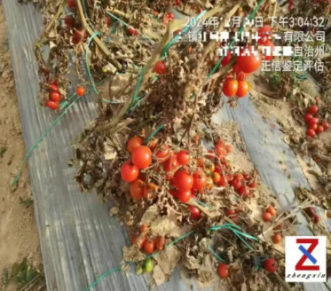圣女果全棚减产，到底是天灾还是“药”锅?