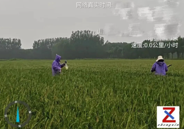 真假小麦混生，田间定损守护农户收益---山东正信鉴定田间工作纪实