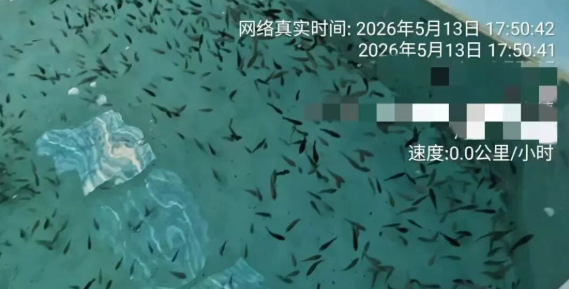 离谱！新设备暗藏隐患，鱼苗死亡到底谁负责？