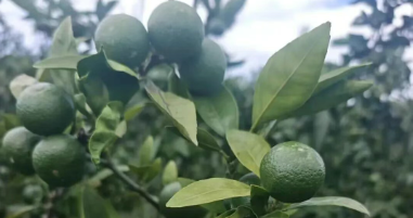 柑橘树莫名枯萎！衰败结果和苗木带病有没有因果关系？