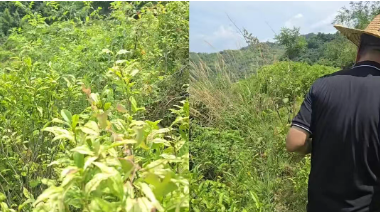 半山茶园莫名衰败枯萎！牲畜侵扰过后，因果关系如何界定？