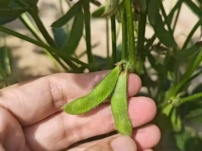 近期勘验实况｜大豆莫名减产、结荚稀少！真实损失原来要这么算